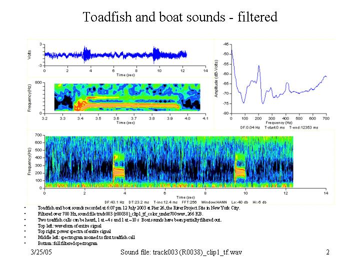 Filtered toadfish call